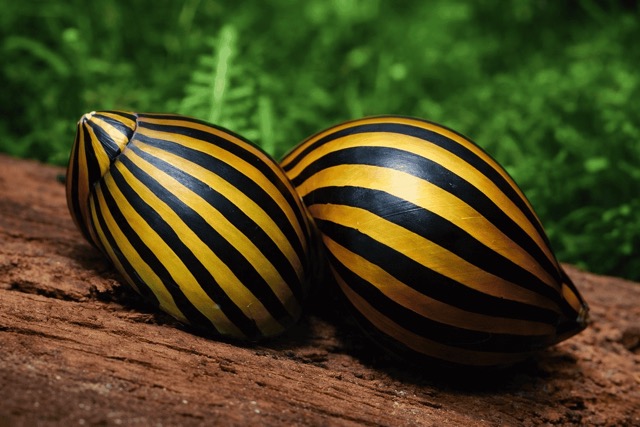 Улитка Неретиная Зебра  (Neritina natalensis, Zebra snail или Zebra Nerite Snail)